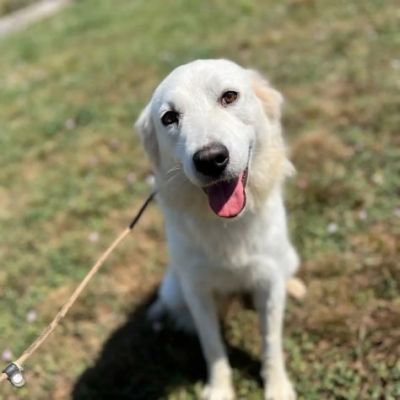 AGNESE TIMIDA E DELICATA CAGNOLINA IN ADOZIONE - Foto 4