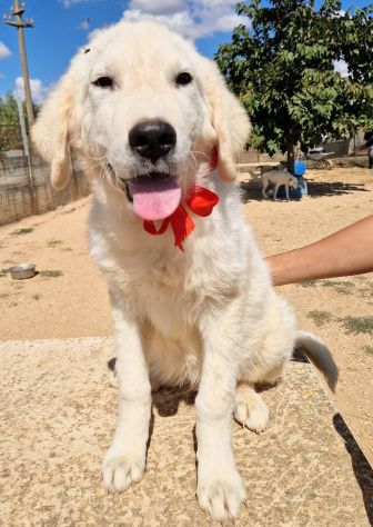 BURT,DOPO L'ABBANDONO,MERITA L'ADOZIONE! - Foto 7