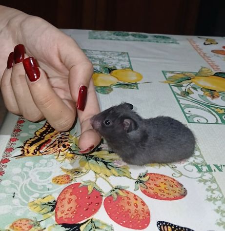 Cuccioli criceti - Foto 7
