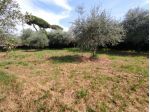 Seminativo in vendita a Luni