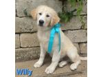 WILLY