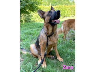 ZARA,splendida pastore tedesco abbandonata