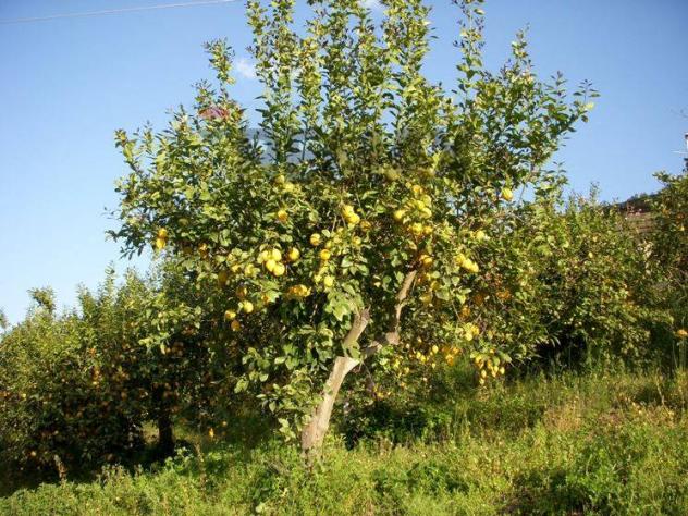 Terreno in vendita a Acireale - Foto 4