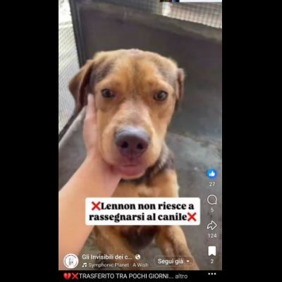 LENNON UNA DOLCEZZA DA SALVARE CANE IN ADOZIONE - Foto 7