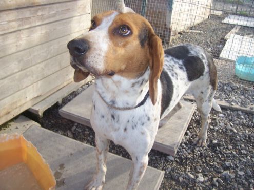 COCKY, beagle fantasia - Foto 4