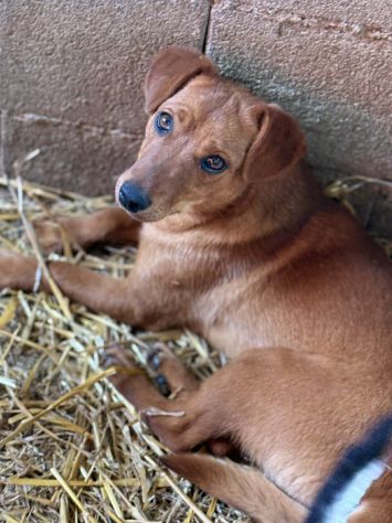 NIKITA, trottolina coccolona aspetta voi! TG PICCOLA - Foto 8
