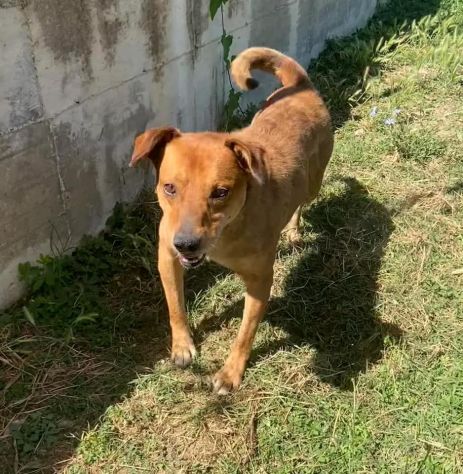 VICTOR TIMIDO E TRANQUILLO, CAGNOLINO IN ADOZIONE - Foto 9