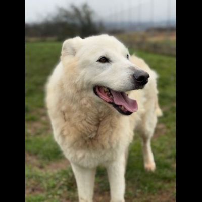 DIMENTICATI DAL MONDO NIKO CANE IN ADOZIONE - Foto 3