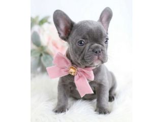 BULLOG FRANCESE - FRENCH BOULEDOGUE CUCCIOLI pag agevolato
