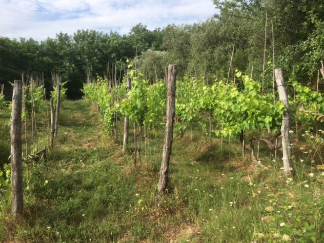 Terreno agricolo a Montecalvoli ( PI ) - Foto 2