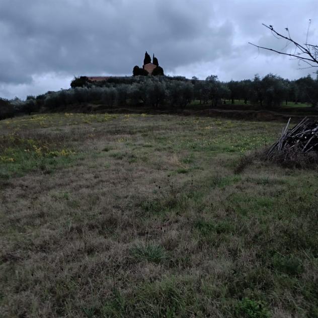 SIENA vendesi terreno AGRICOLO località COLONNA SAN DI 20000 MQ - Foto 5