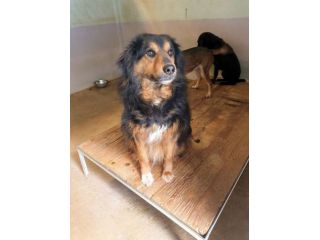 Goccia mix Bovaro del Bernese