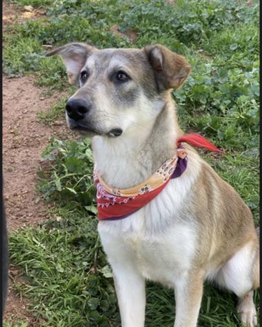 Teseo cucciolo di 1 anno cresciuto in canile - Foto 10