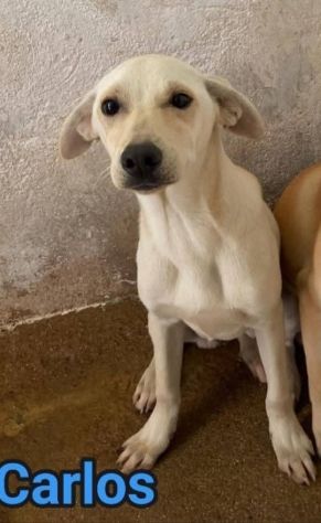 CARLOS SIMIL LABRADOR IN MINIATURA CUCCIOLO IN ADOZIONE - Foto 10