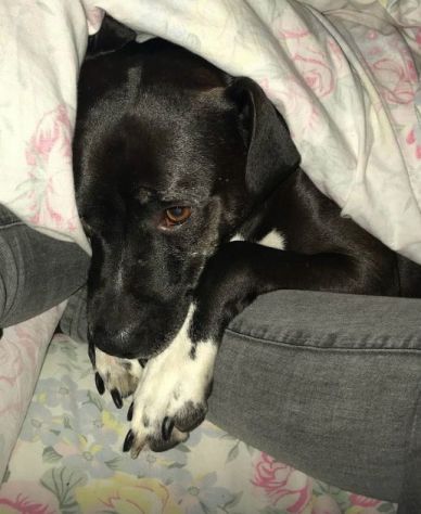 JAISON cane eccezionale in cerca di casa! - Foto 5