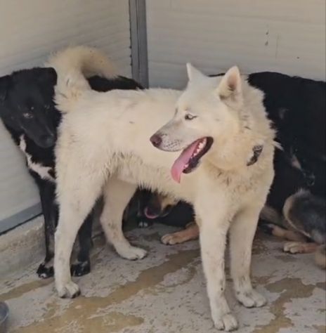 Zeus: giovane Siberian Husky socievole con tutti - Foto 5