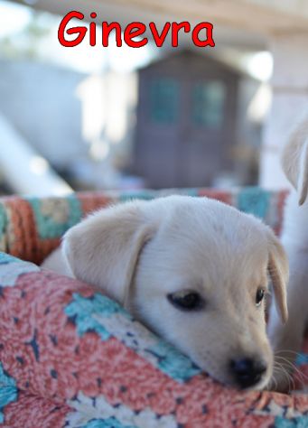 Pechino e Ginevra, cuccioli simil labrador in adozione - Foto 2