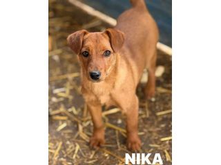 NIKITA, trottolina tutta coccole aspetta voi! TG PICCOLA