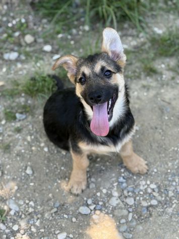 VIKY, buffissima cucciola ZAMPACORTA! Tg MEDIO PICCOLA - Foto 2