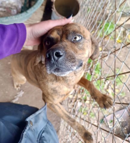 Tigro,un cane che si fa volere bene - Foto 7
