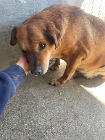 VICTOR TIMIDO E TRANQUILLO, CAGNOLINO IN ADOZIONE
