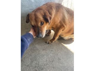 VICTOR TIMIDO E TRANQUILLO, CAGNOLINO IN ADOZIONE