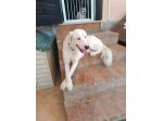 Neve setter  adozione cane sordo