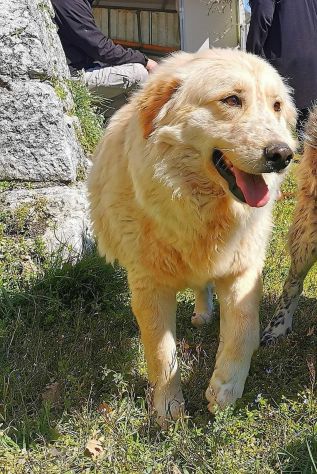 RENZO MAESTOSAMENTE MERAVIGLIOSO CANE IN ADOZIONE