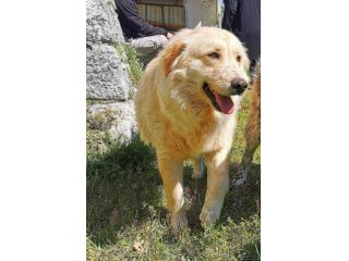 RENZO MAESTOSAMENTE MERAVIGLIOSO CANE IN ADOZIONE