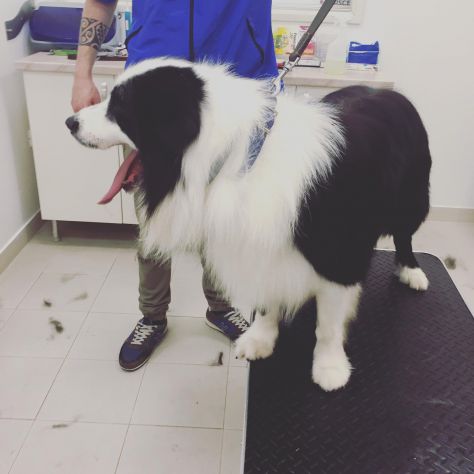 Vendo monta Border collie - Foto 3