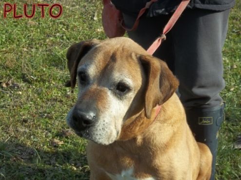 PLUTO, boxer in cerca di casa - Foto 5