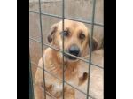 Selena buona e dolcissima cagnolina in adozione