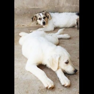 SMILLA GIOVANE CAGNOLINA IN ADOZIONE - Foto 6