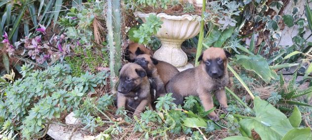 Allevamento e cuccioli Pastore Belga Malinois con pedigree a Caserta in Campania