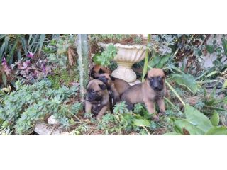 Allevamento e cuccioli Pastore Belga Malinois con pedigree a Caserta in Campania