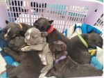 Animali bulldog francesi cosenza