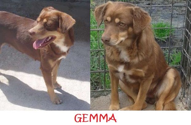 GEMMA, ZORRO, FIOCCO E NIBBIO adorabili cagnolini - Foto 2