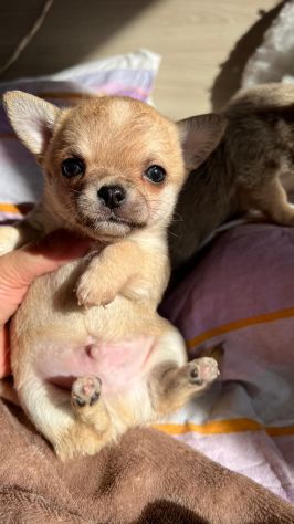 Cuccioli di chihuahua pedigree enci - Foto 3