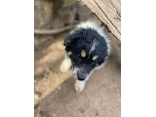 Pepita cucciola