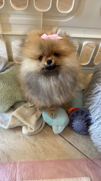 Cucciola di pomerania, femmina , 4 mesi - Foto 8