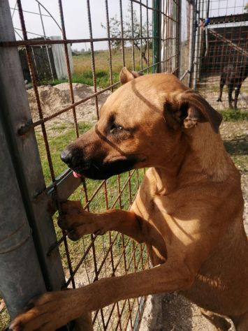 Sasha 3anni mix Pitbull color miele 1occhio azzurro.CASERTA - Foto 4