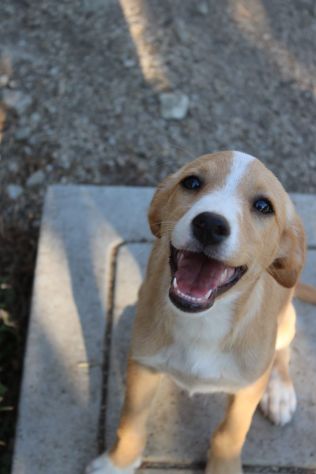 Piccola Dolly, cucciola cerca famiglia - Foto 4