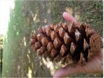 12 PS pigne naturali