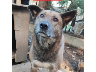 Adotta la bella Tessa