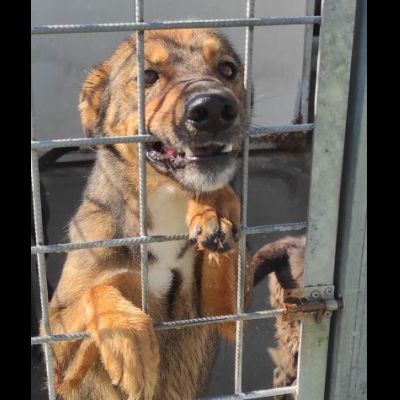 GIOI FESTOSO E AMOREVOLE CANE IN ADOZIONE - Foto 9