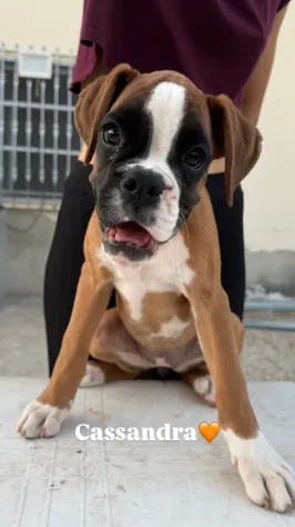 Cuccioli boxer da Riproduzione Selezionata - Foto 3