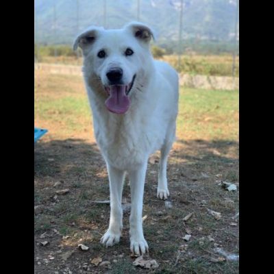 DIMENTICATI DAL MONDO NIKO CANE IN ADOZIONE - Foto 7