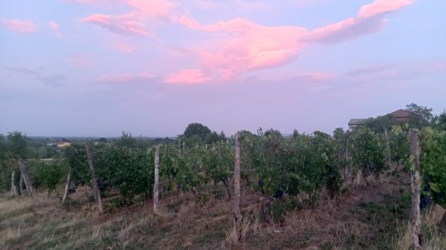 Uva bianca ( cortese) uva nera ( barbera e dolcetto) anche piccole quantità - Foto 3