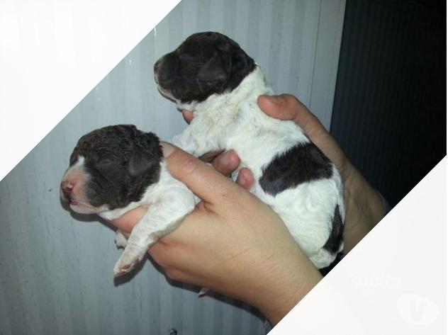 Lagotto Romagnolo per Famiglia o Addestrato - Foto 2
