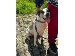 Shila Meravigliosa simil amstaff